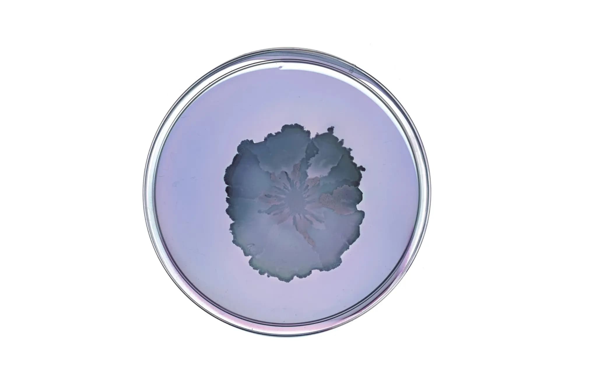 Bacteria microscope art with a purple tint