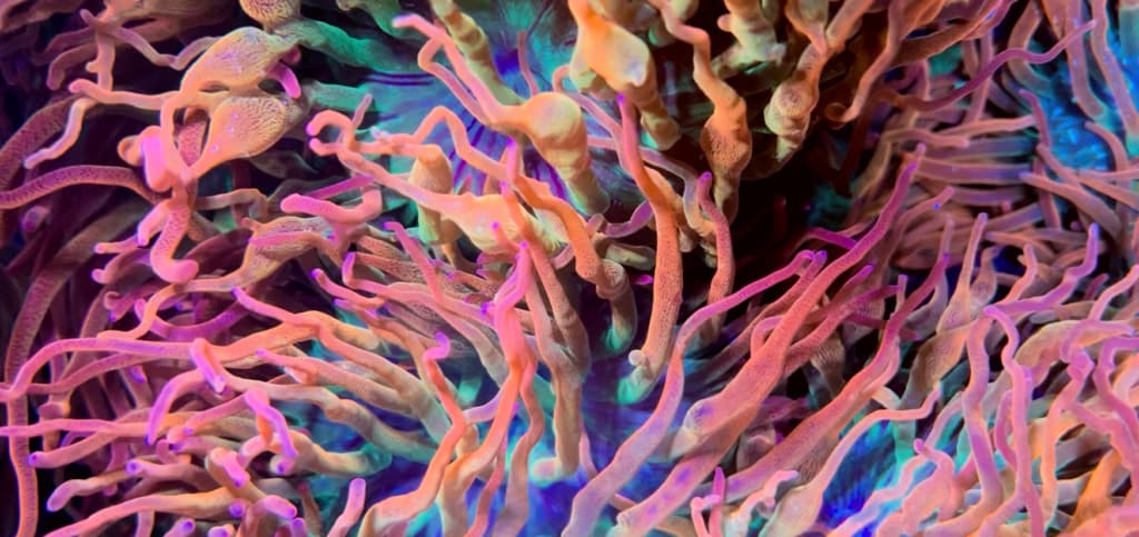 Coral microbiome detail