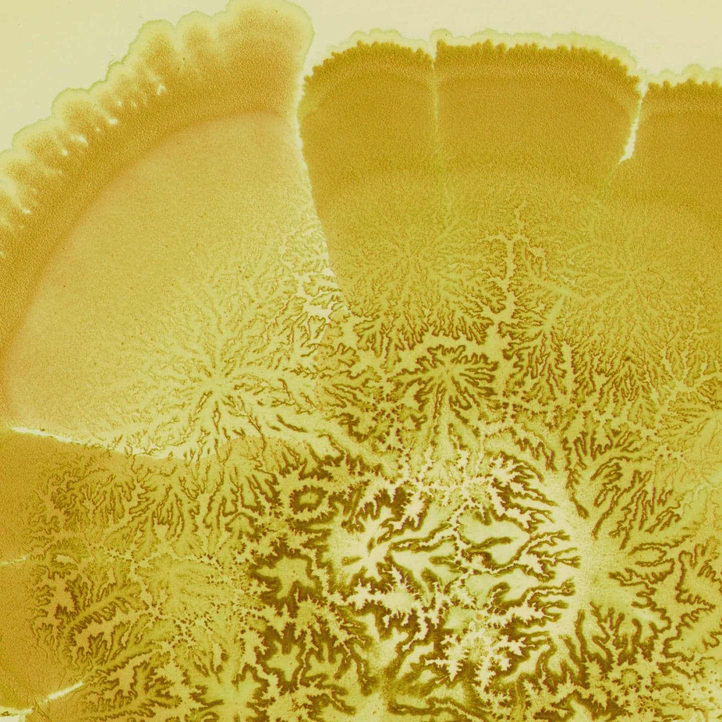 Textured botanical surface