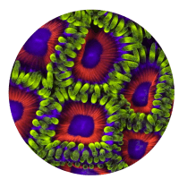 Coral Morphologic
