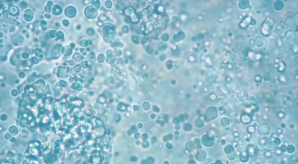 Microscopic bacterial cells undergoing biofermentation