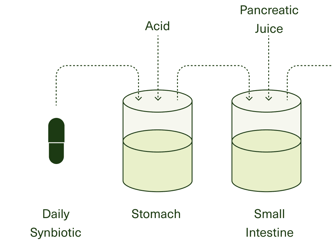 The mouth and stomach stages of the SHIME process