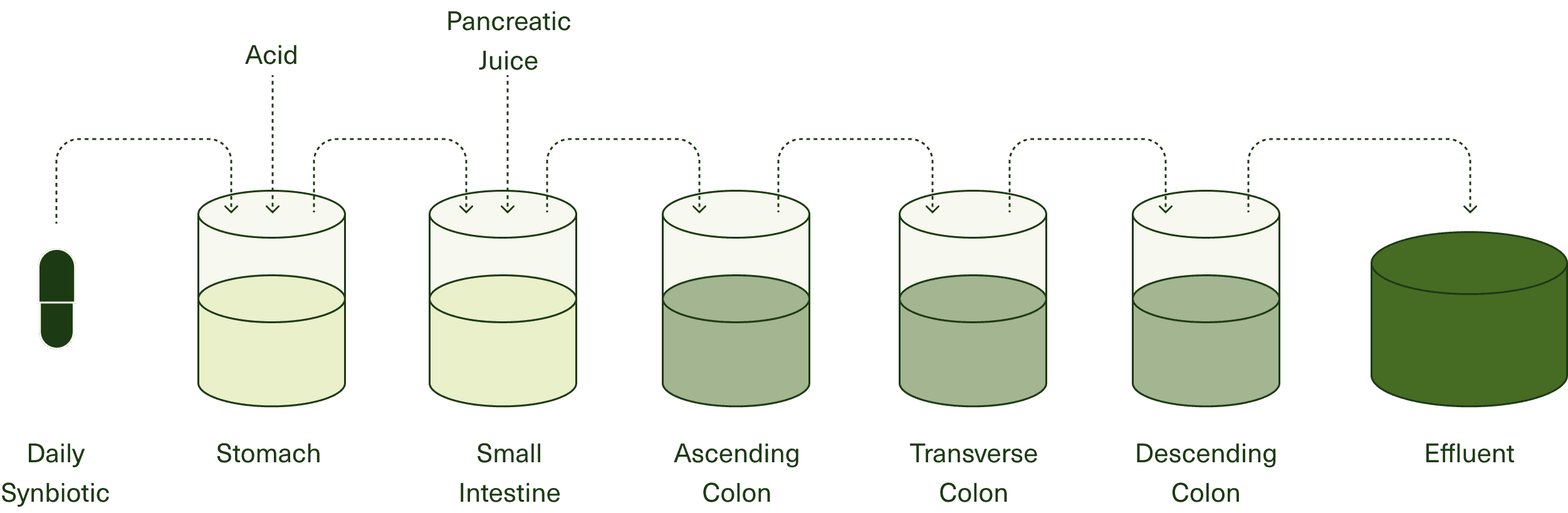 Simulator of the Human Intestinal Microbial Ecosystem
