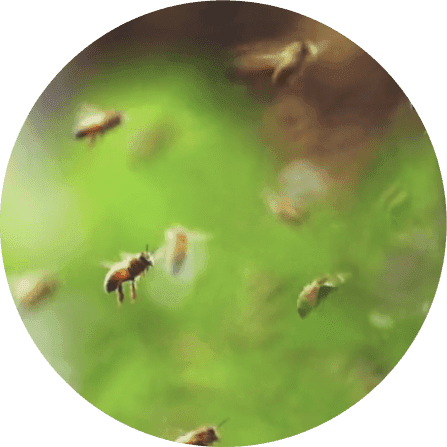 Honey Bees