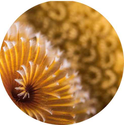 Coral
